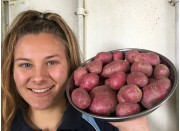 NEW SEASONS WASHED MEDIUM RED POTATOES  1.5 KG Bag Pukekohe Grown